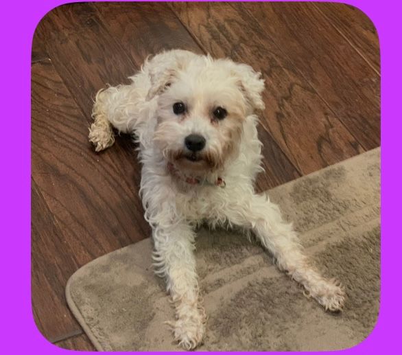 White dog lying on a tan rug, looking at the camera with a slight head tilt, on a wood floor.