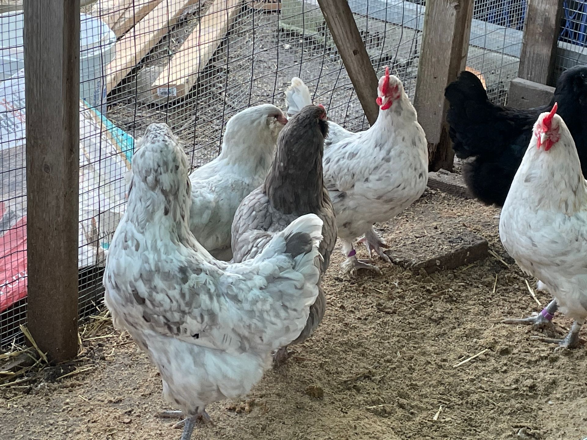Several chickens with varied plumage (white, gray, and black) are in a coop with a wire mesh fence.