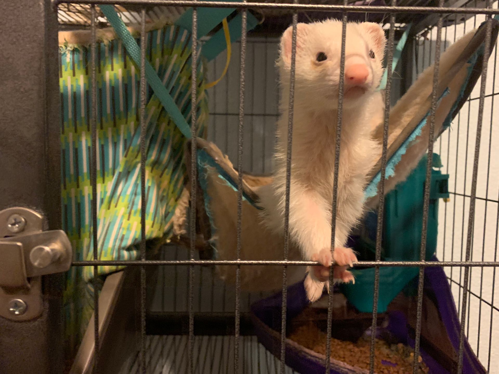 White ferret in a cage, perched on a hammock, looking towards the camera with a neutral expression.