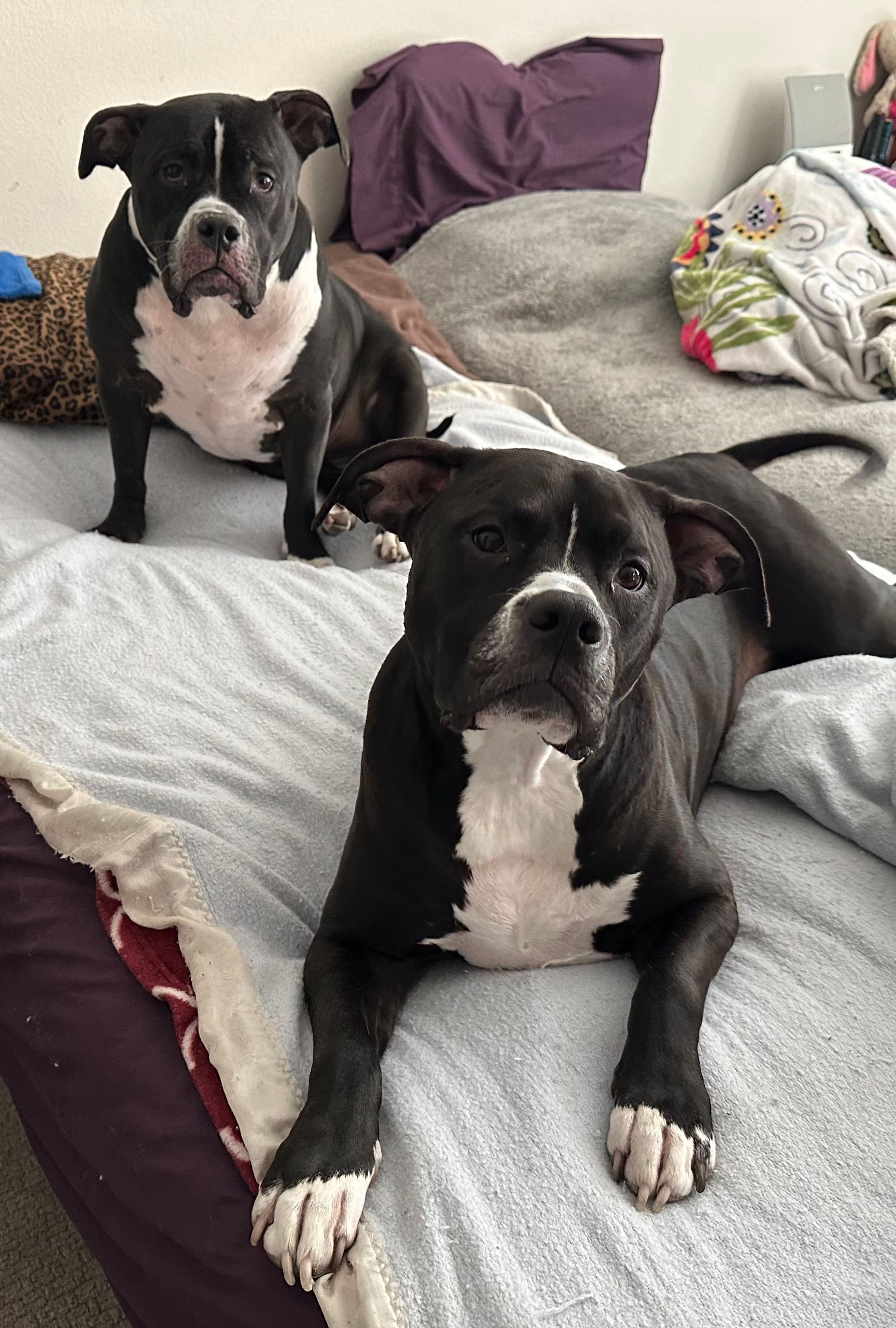Two black and white pit bull-type dogs on a bed. 