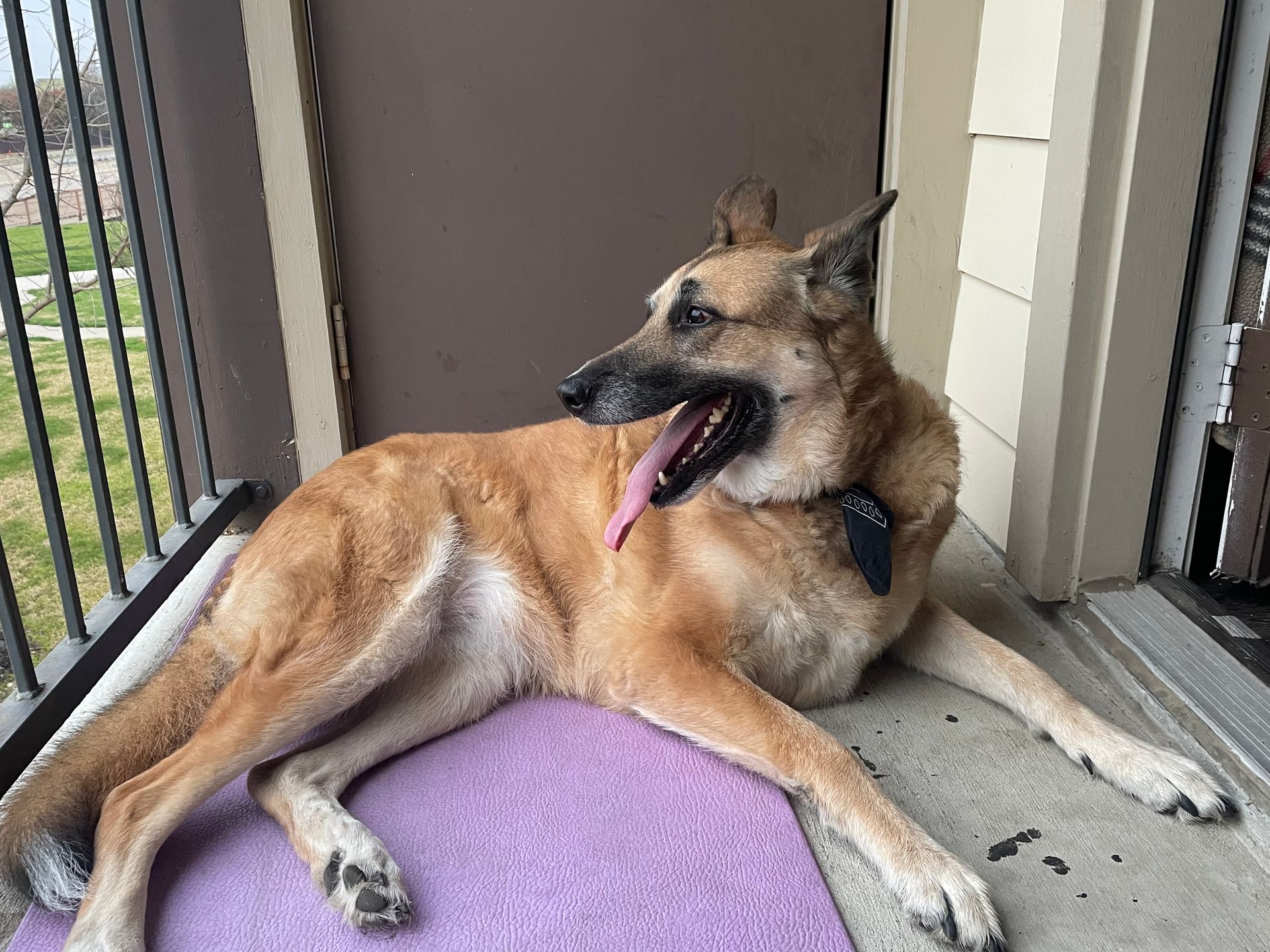 A tan and black dog lies on a purple mat, panting, on a balcony.