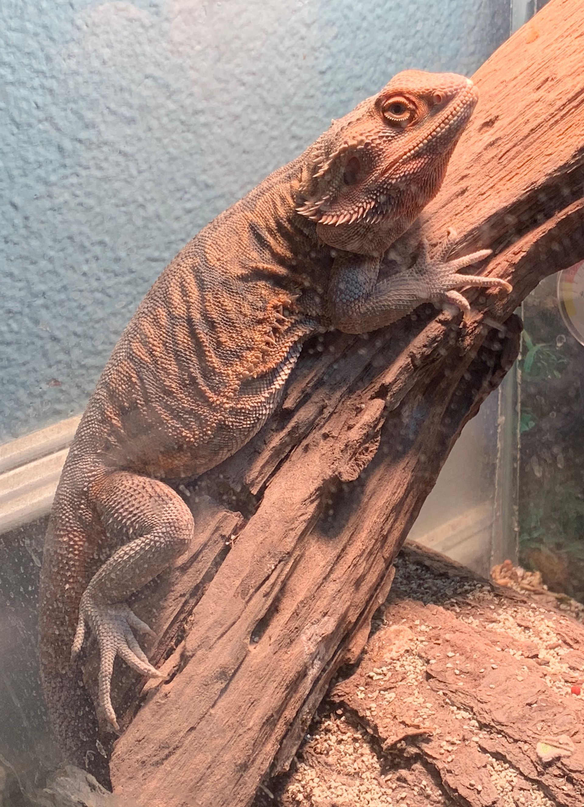 A bearded dragon lizard is perched on a wooden branch inside a terrarium. The lizard is brown and beige.