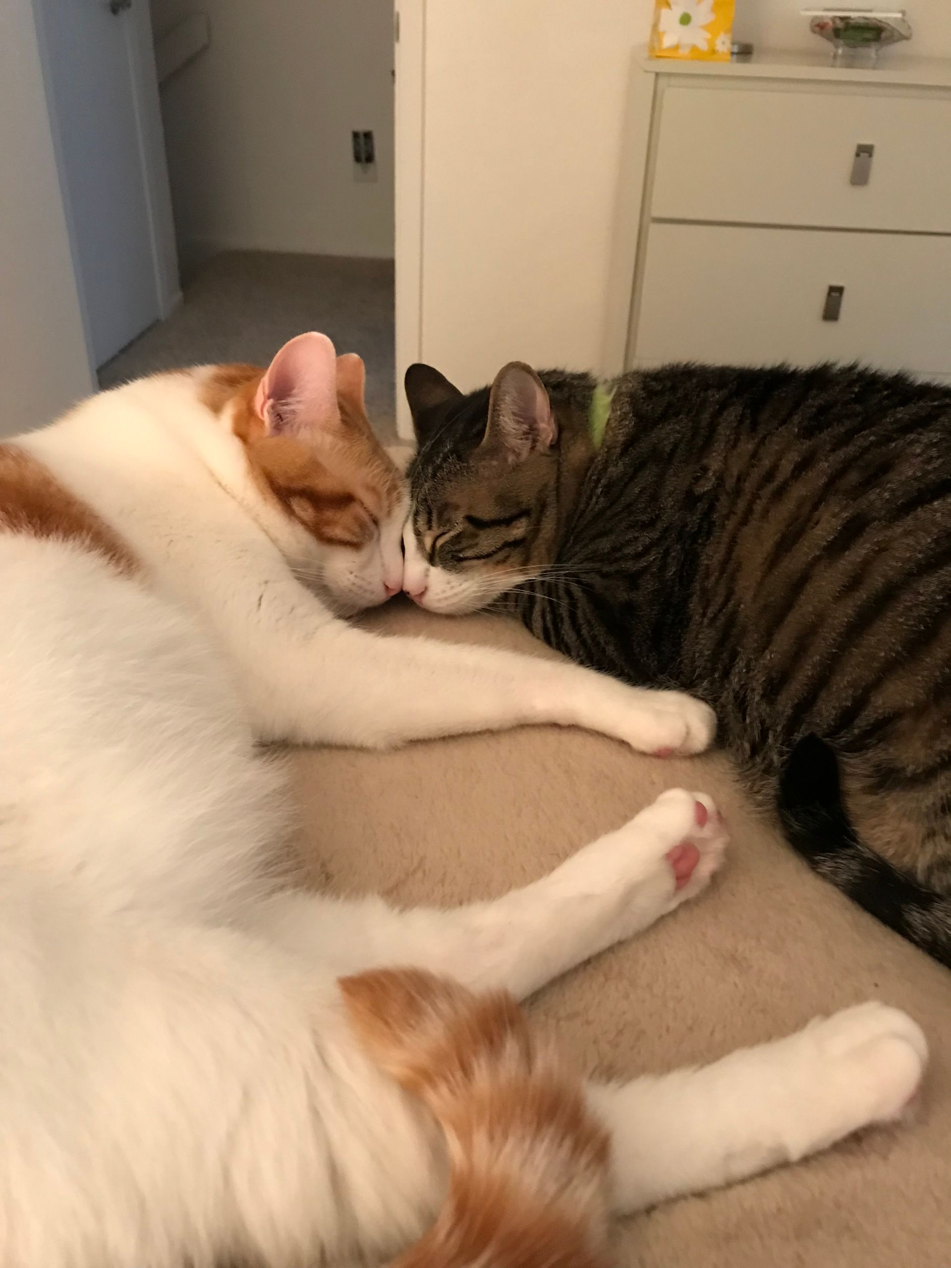 Two cats cuddling on a bed. One orange and white cat nuzzles a tabby cat, both with closed eyes, showing affection.