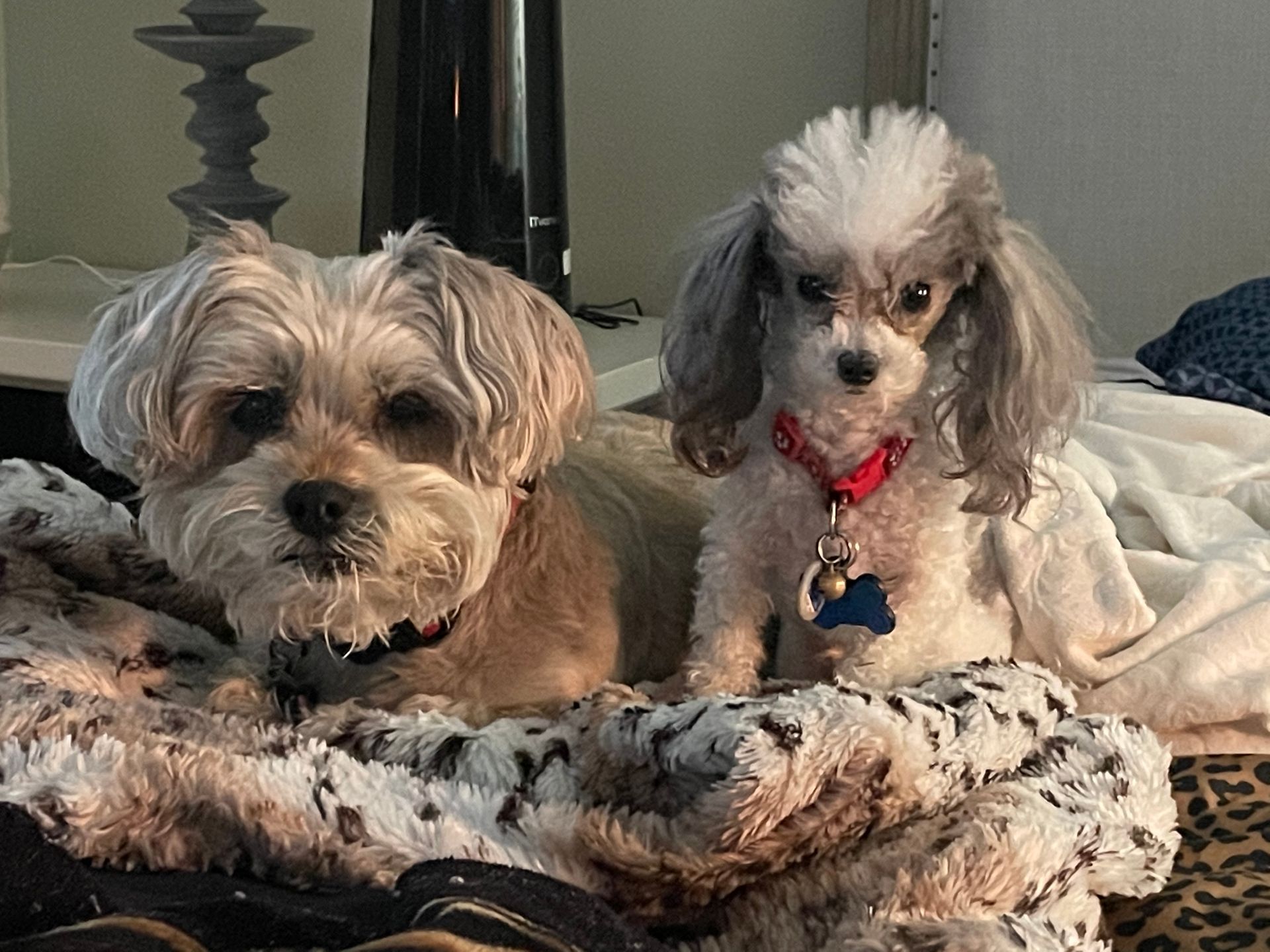 Two small dogs, one tan and one gray, sitting on a patterned blanket, looking at the camera.