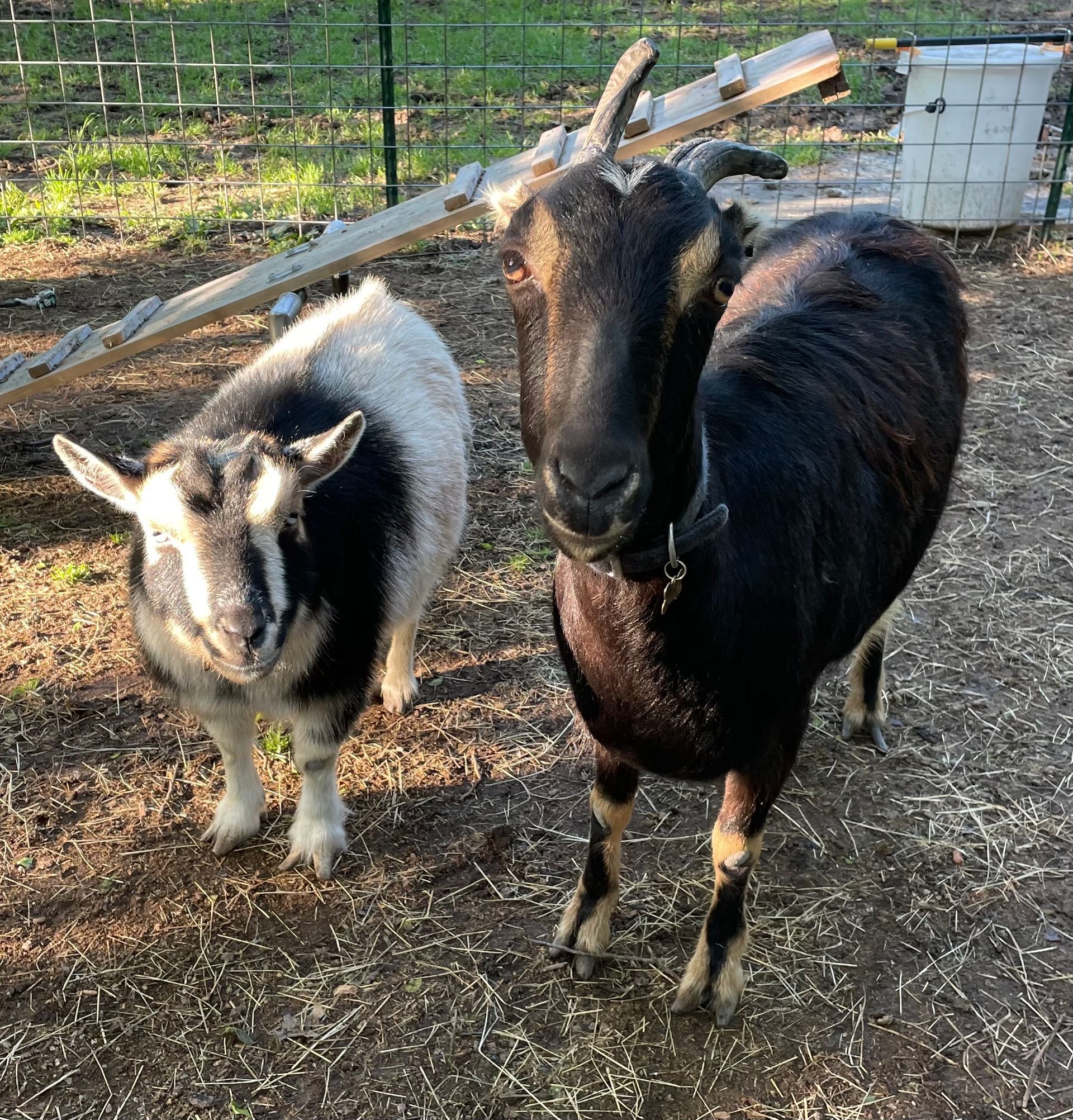 Two goats in a fenced enclosure, one black and tan, the other white and black. Both are looking at the camera.