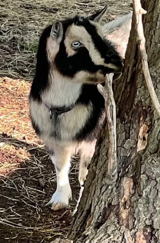 A goat with black and white markings stands next to a tree, looking to the side. It has light blue eyes and a collar.