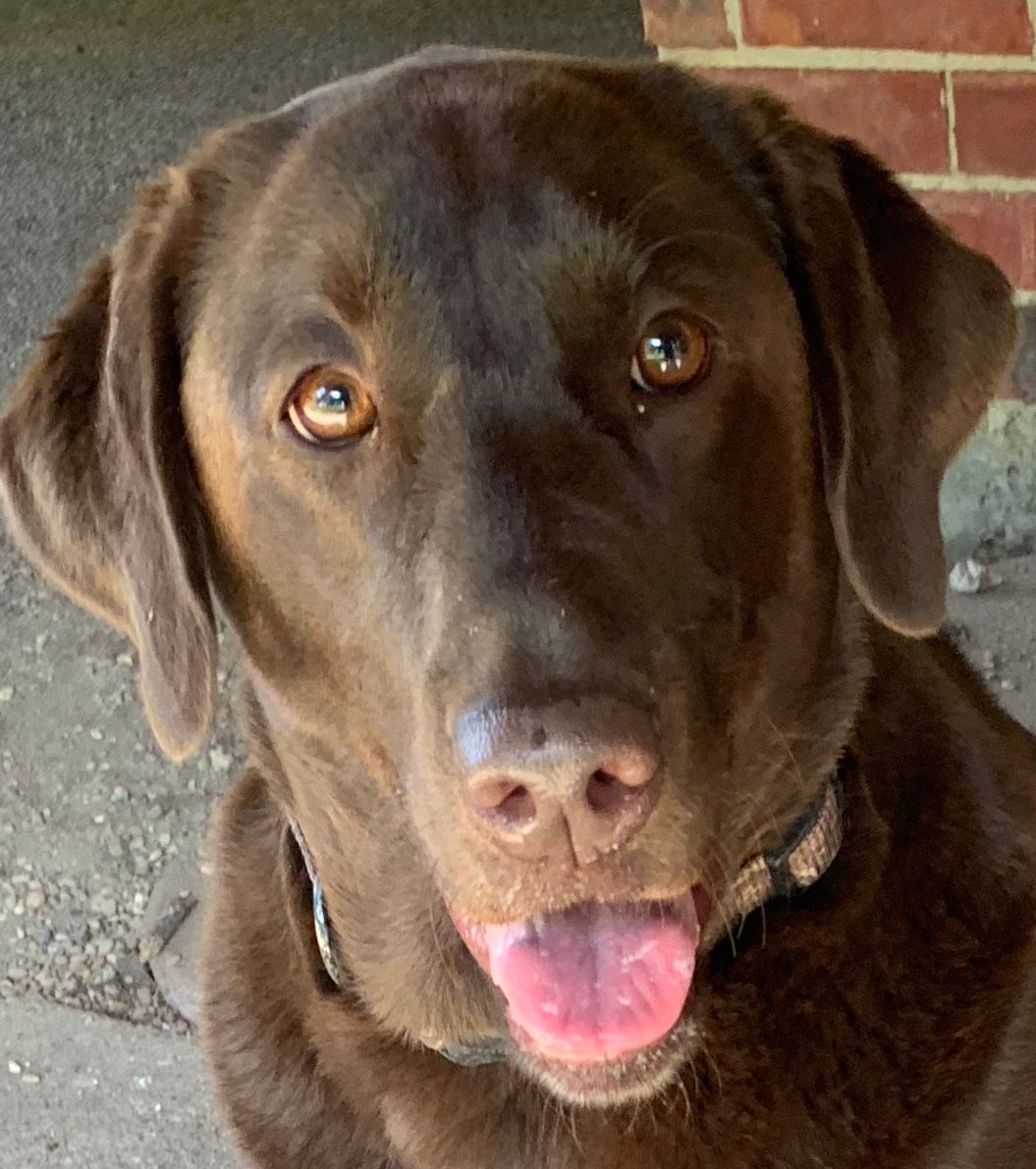 Brown Labrador retriever with open mouth and pink tongue; looking toward the camera.