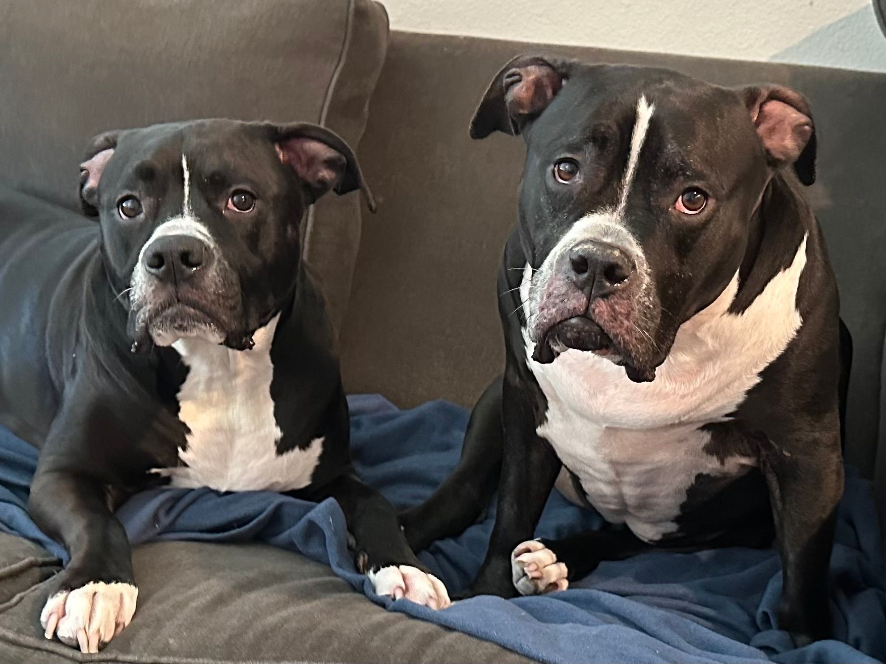 Two black and white pitbulls sit on a couch, looking at the camera. They have similar markings and serious expressions.