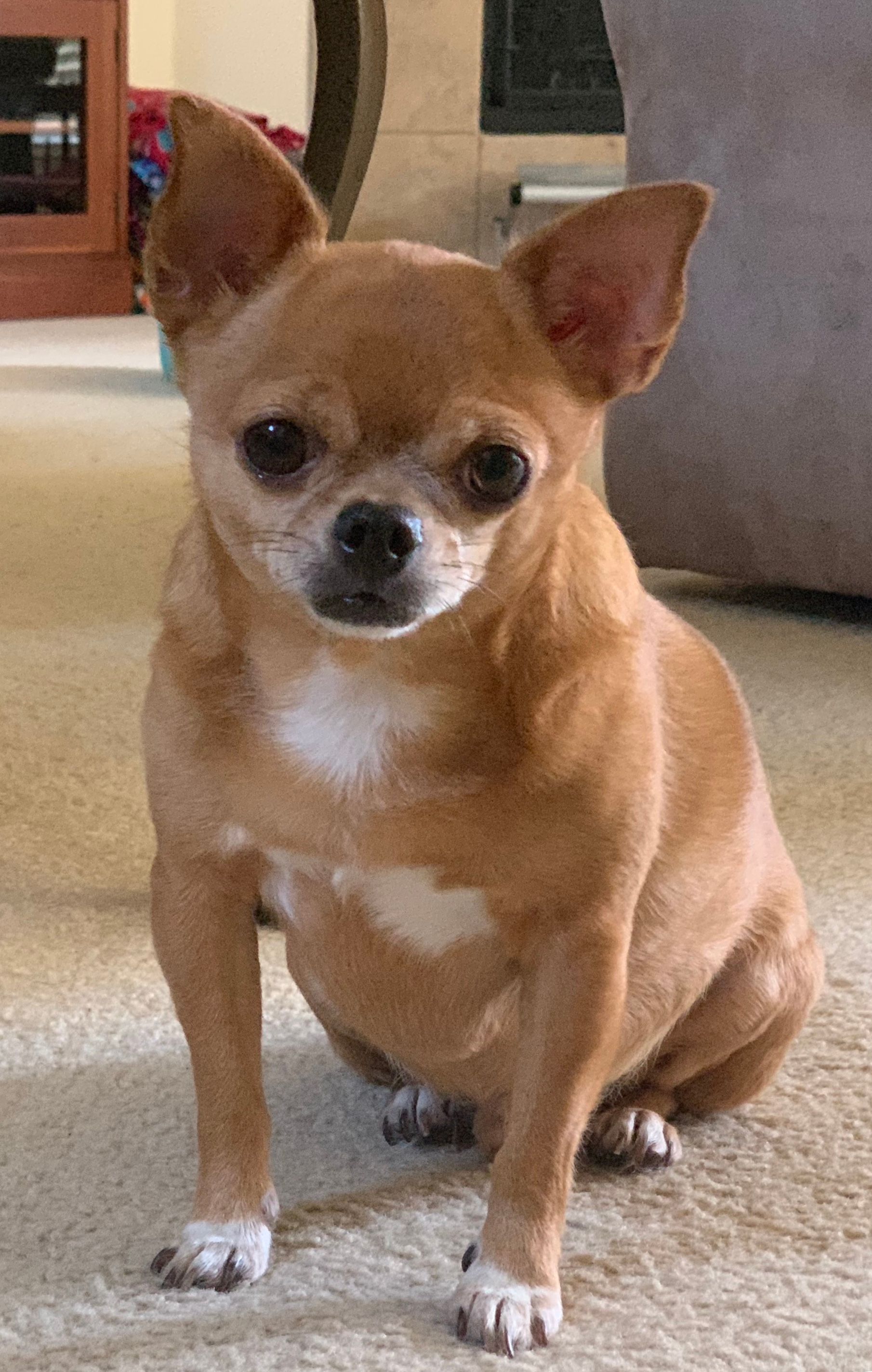 A small, tan Chihuahua with white markings on its chest and paws sits on a beige carpet, looking directly at the viewer.