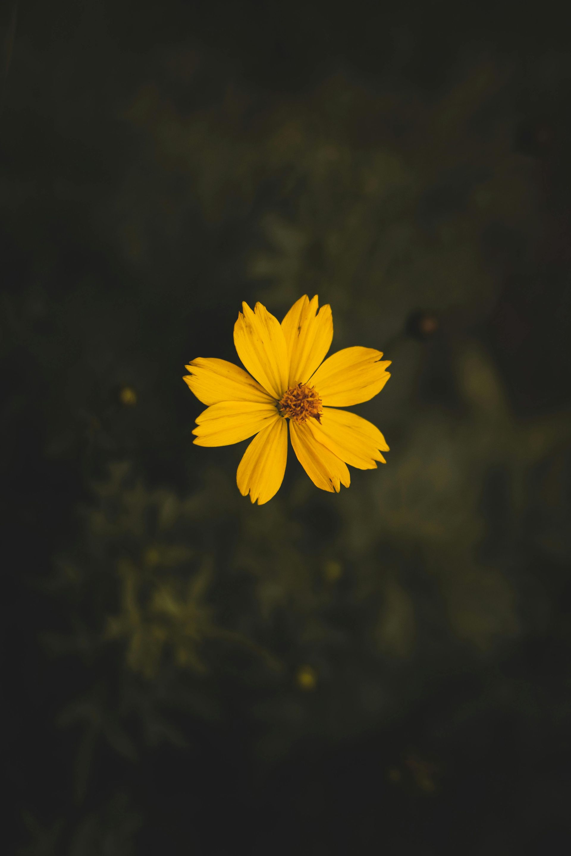 Yellow flower against a dark blurred background