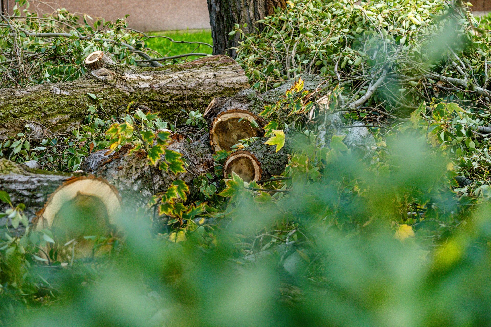 Freshly cut tree logs and branches piled on a lawn after storm damage