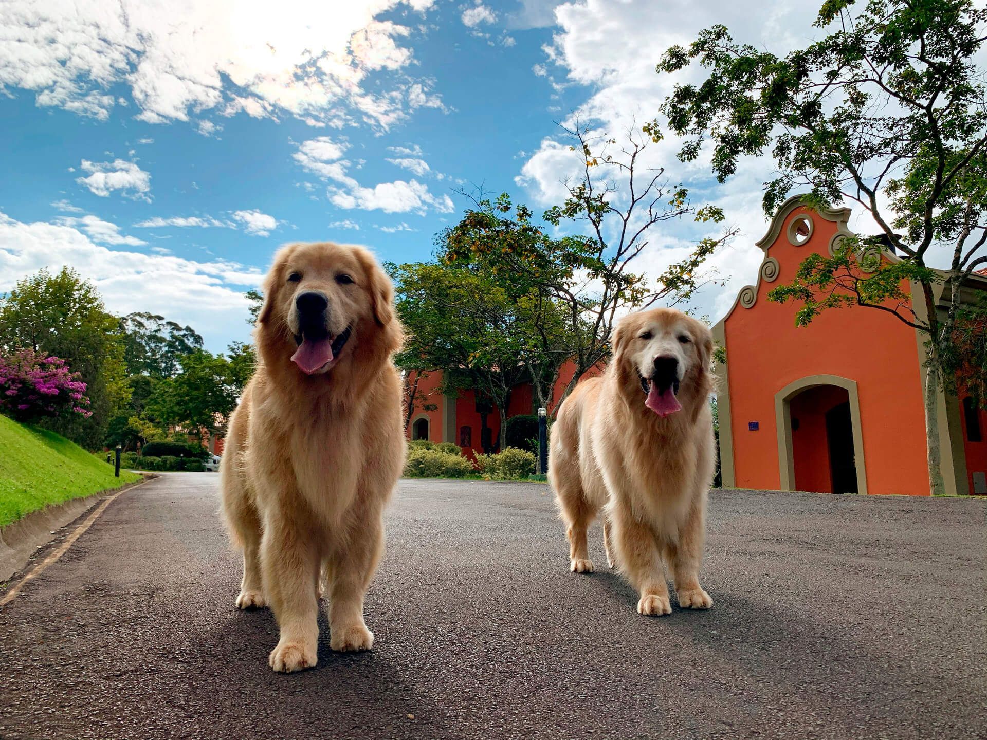 Dog Friendly
