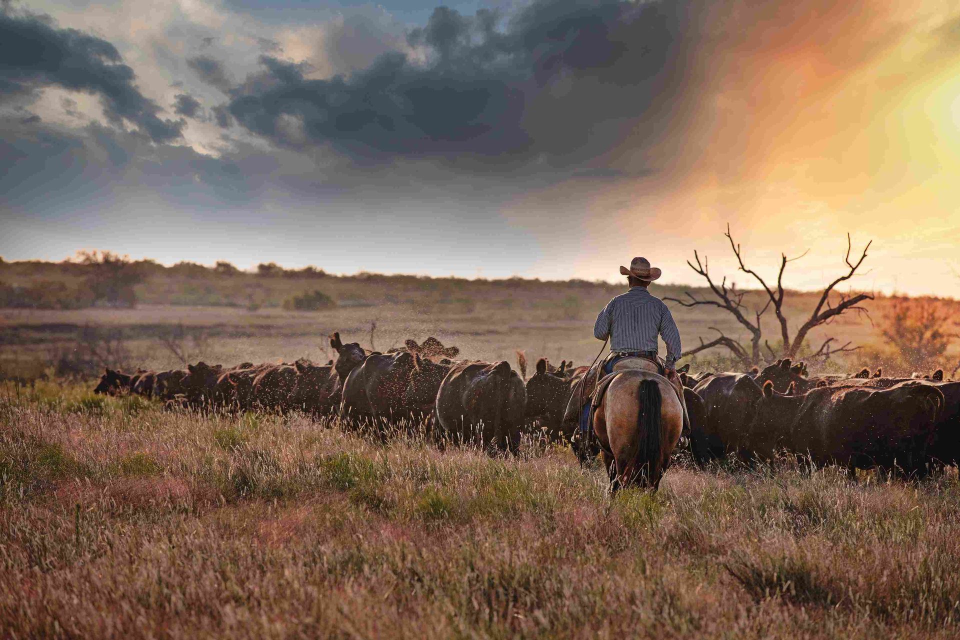 Llanero a caballo guiando ganado al atardecer durante un viaje a Villavicencio en los Llanos Orientales