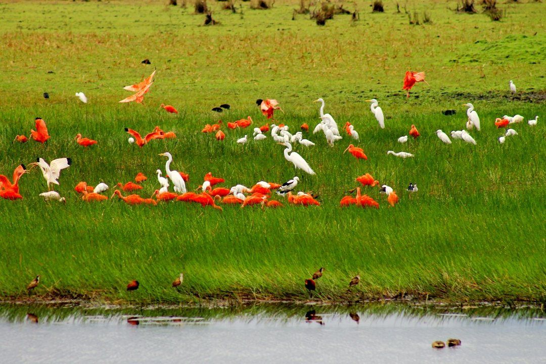orocue casanare