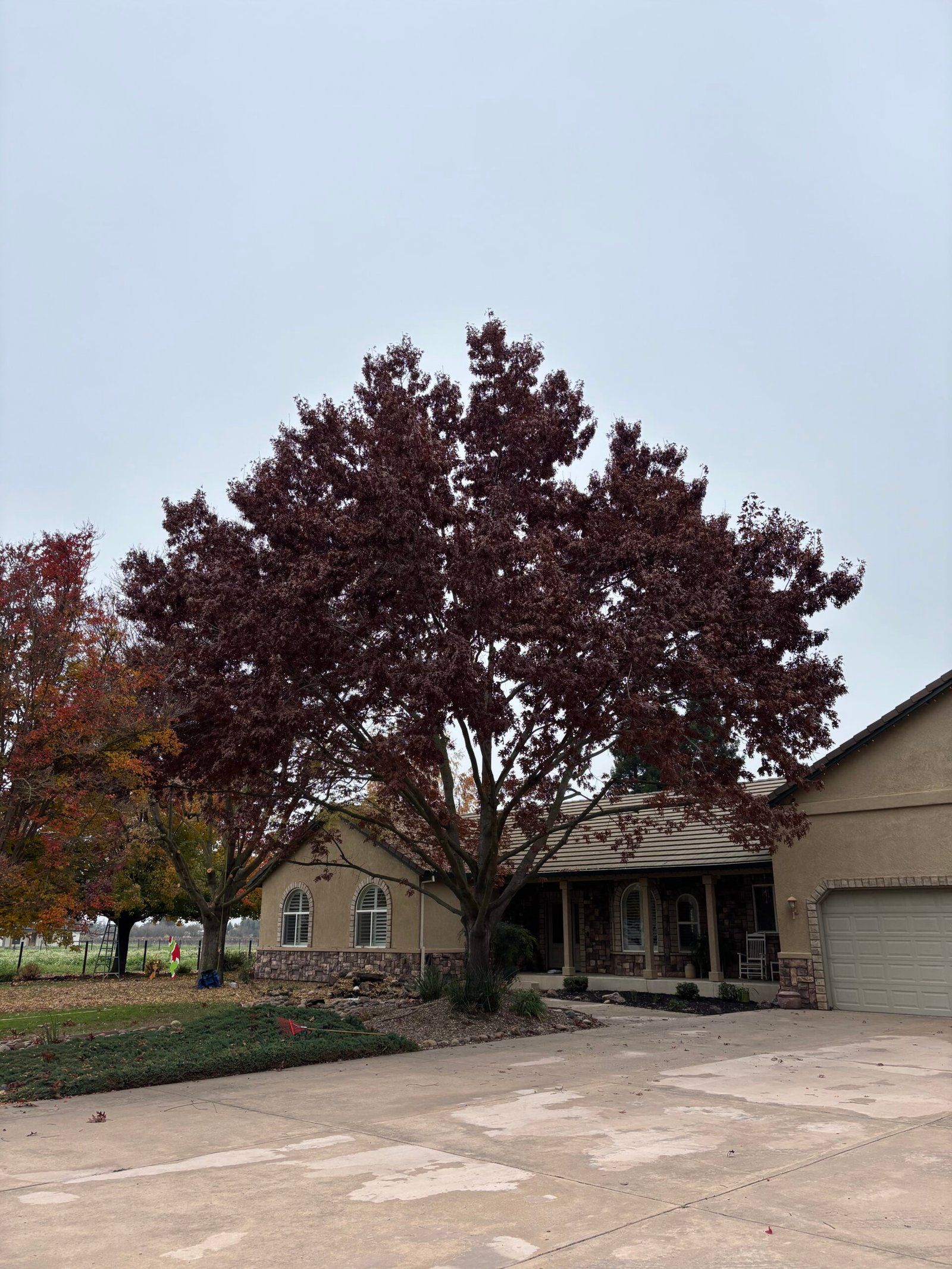 Suburban house with a large burgundy tree in front and a driveway under an overcast sky