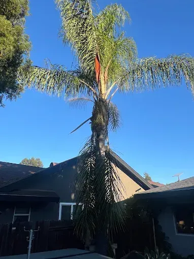 Tall palm tree damaged and leaning over rooftops against a clear blue sky