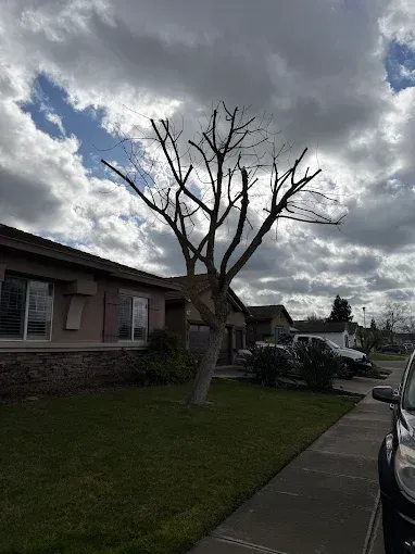 Leafless tree in a suburban front yard under a cloudy sky, with houses and parked cars nearby.