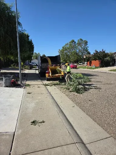 Tree branch blocking sidewalk beside yellow pickup truck on a residential street