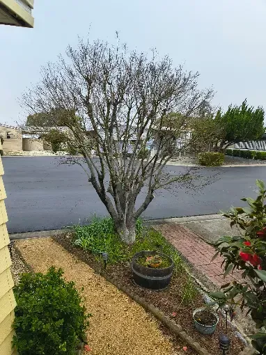 Leafless tree in a front yard with potted plants beside a wet street