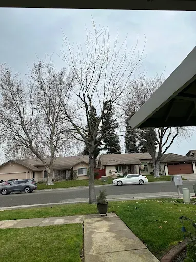 Leafless trees and parked cars on a quiet suburban street under a cloudy sky