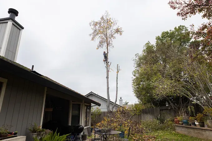 Backyard with tall leafless tree, house roof, and overcast sky