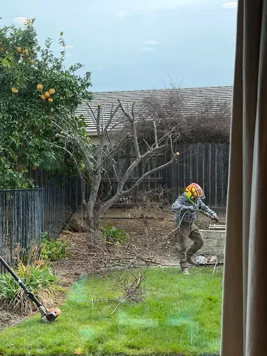 Person in a backyard using a trimmer near a wooden fence, with a tree and green lawn nearby.