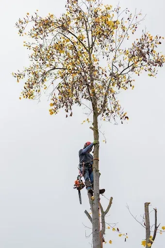 Tree worker pruning a tall tree near the top, with leaf clusters and a bare trunk against a white sky
