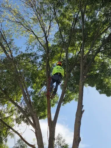 Worker in a neon vest climbing a tree with a harness, surrounded by green leaves and blue sky.