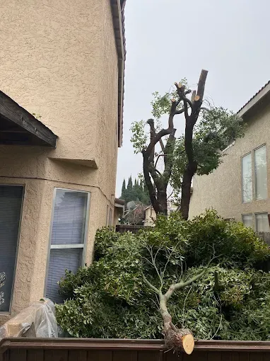 Pruned tree beside tan apartment buildings, with cut branches piled in a courtyard.