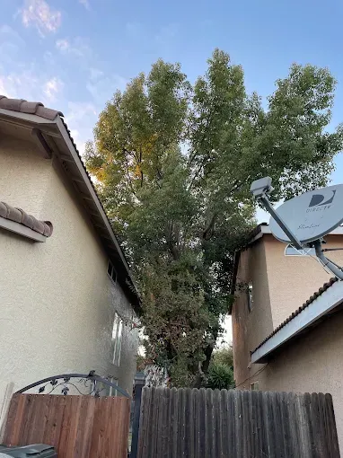 Narrow backyard view with tall trees between two houses and a satellite dish in the foreground