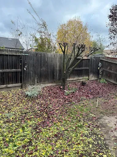 Leaf-covered backyard with a small tree, wooden fence, and cloudy sky