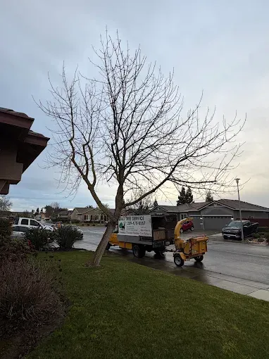 Leafless tree by a wet roadside, with a small work truck and utility equipment parked nearby.