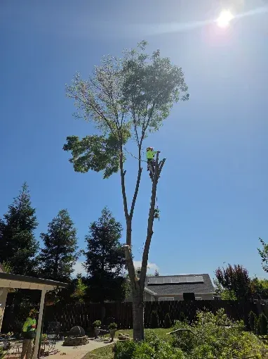 Tall tree in a sunny backyard with a clear blue sky and houses in the background