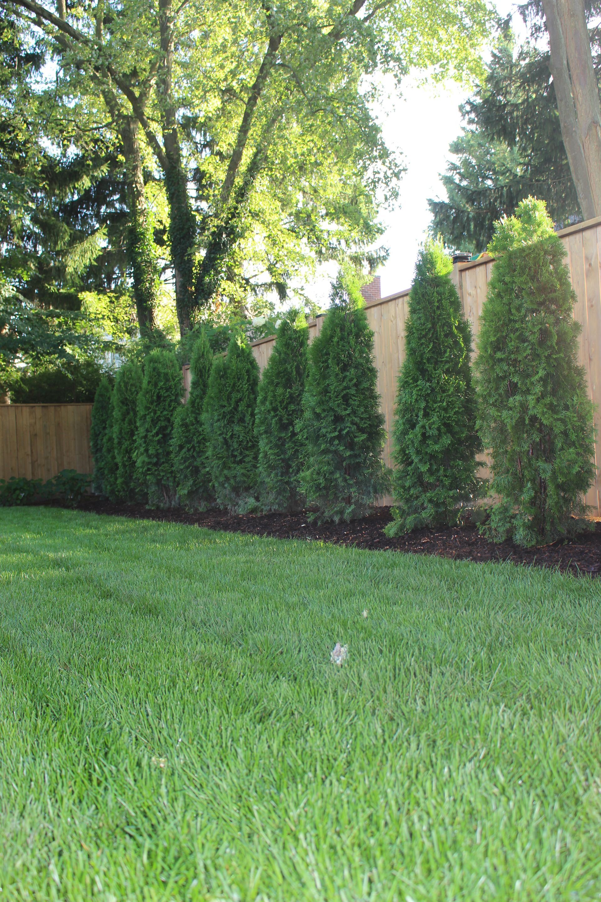 A row of trees in a backyard next to a wooden fence.