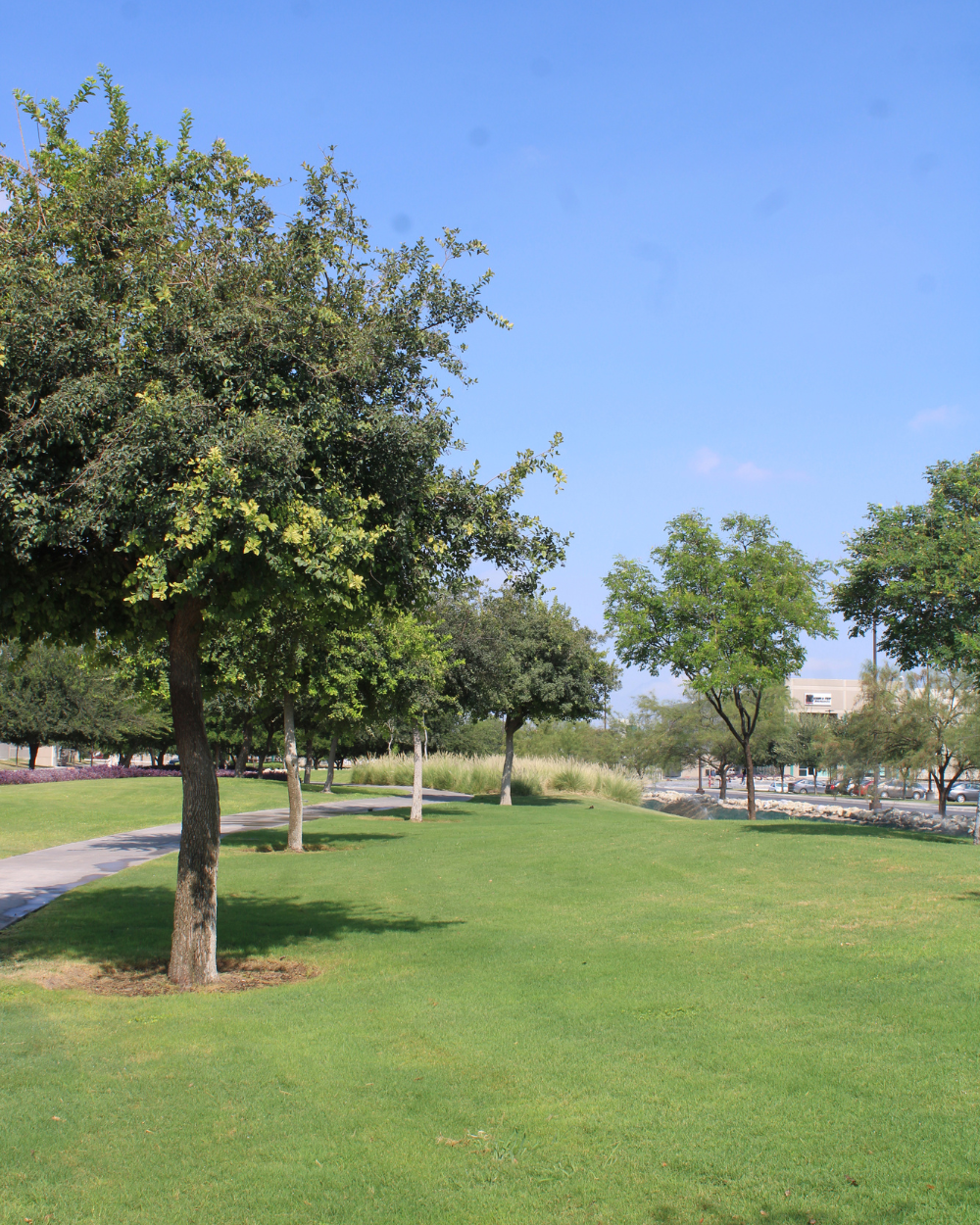 Parque soleado con césped verde, árboles y cielo azul.