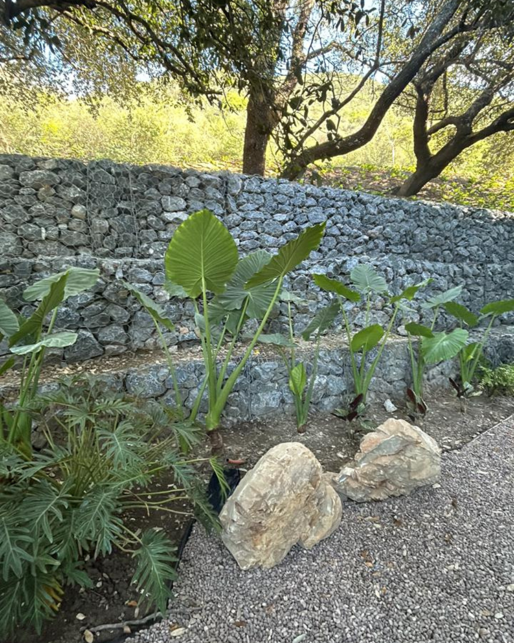 Muro de contención de piedra con plantas tropicales y grava en un entorno ajardinado.