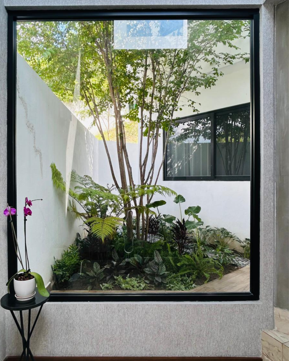 Patio moderno visto a través de una gran ventana, con un pequeño árbol y exuberantes plantas verdes contra paredes blancas.