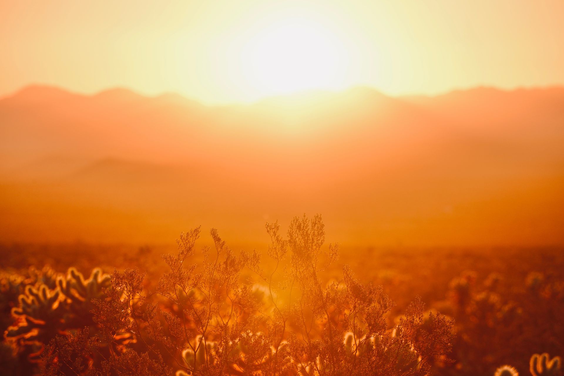 Sunset over desert landscape with hazy mountains and glowing cacti.