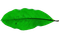 Bright green leaf with a dark central vein on a white background