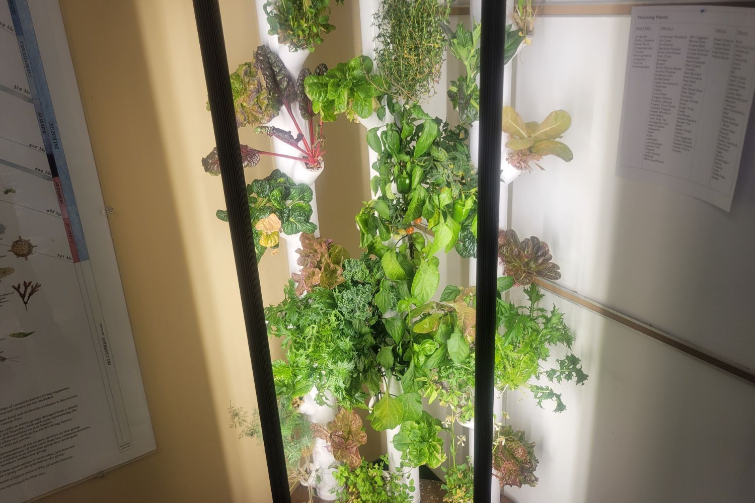 A row of plants growing on a wall under a light.