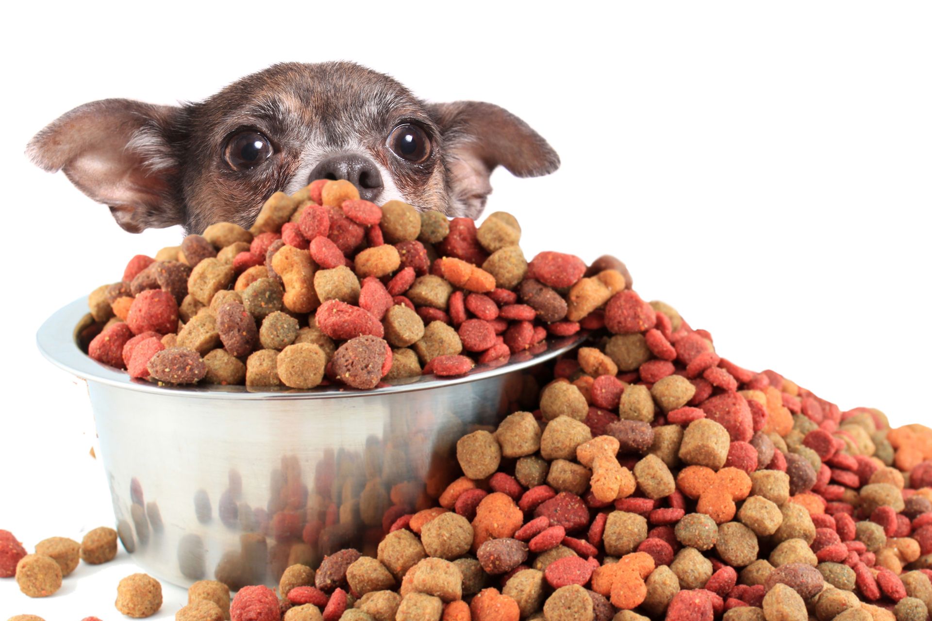 Tiny brown Chihuahua peeking over a silver bowl filled with brown, yellow and red round dog food spilling over the sides