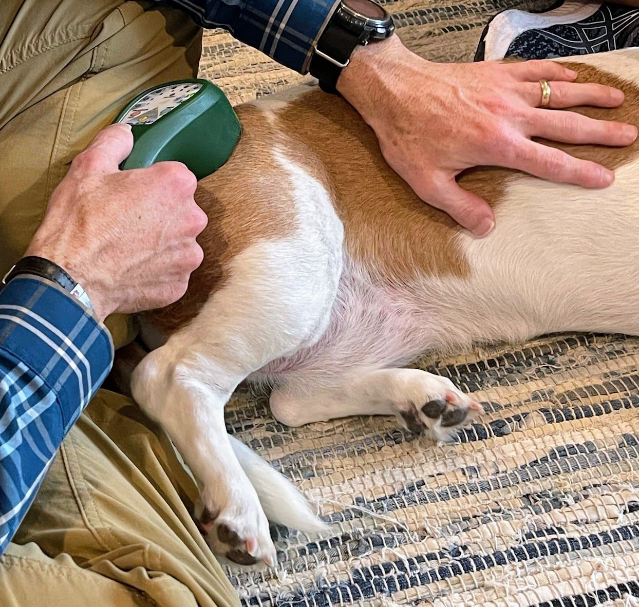 Male veterinarian holding therapeutic laser to hip of brown and white dog