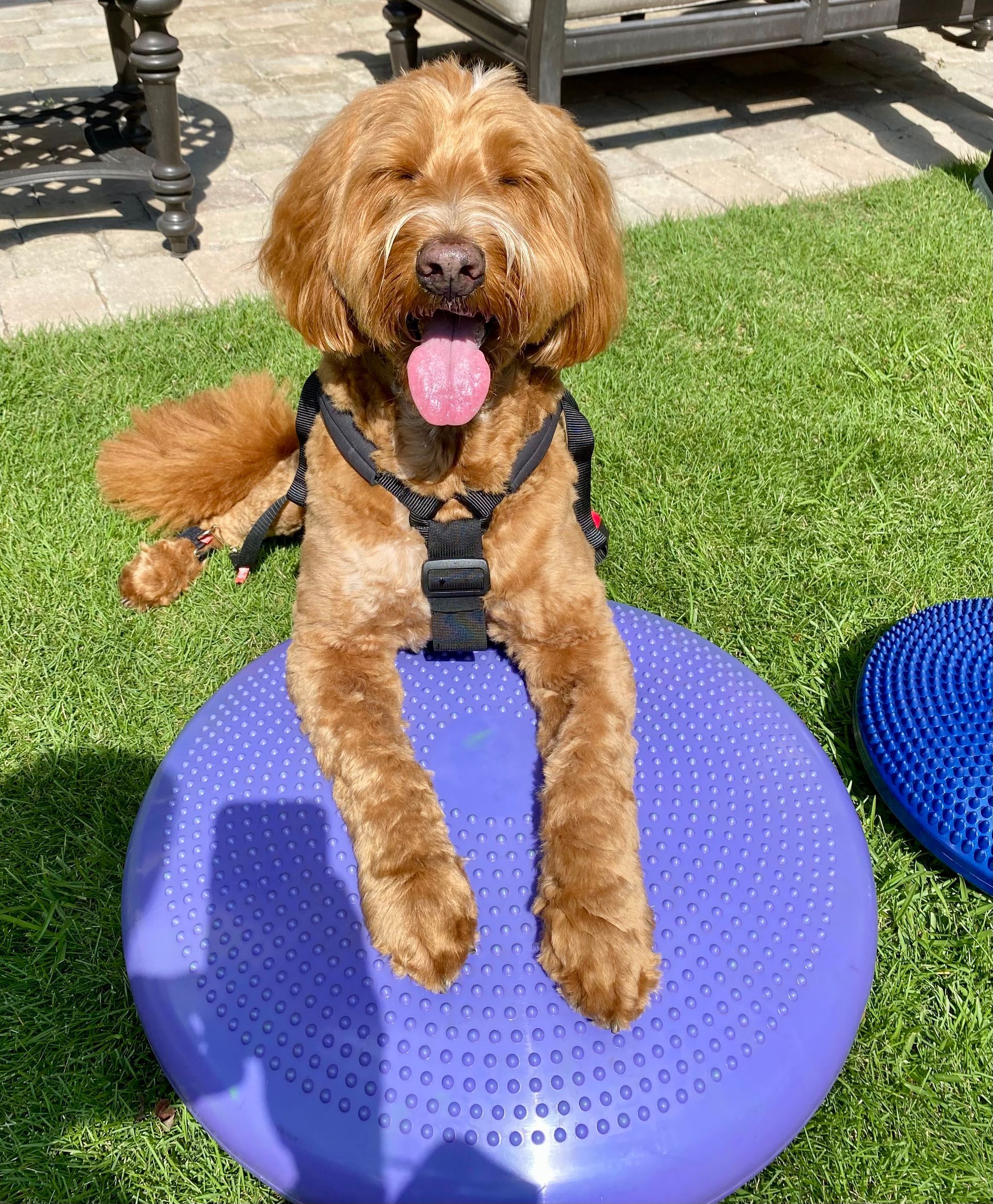 Light brown curly hair dog laying with front paws on purple round flat ball for physical therapy