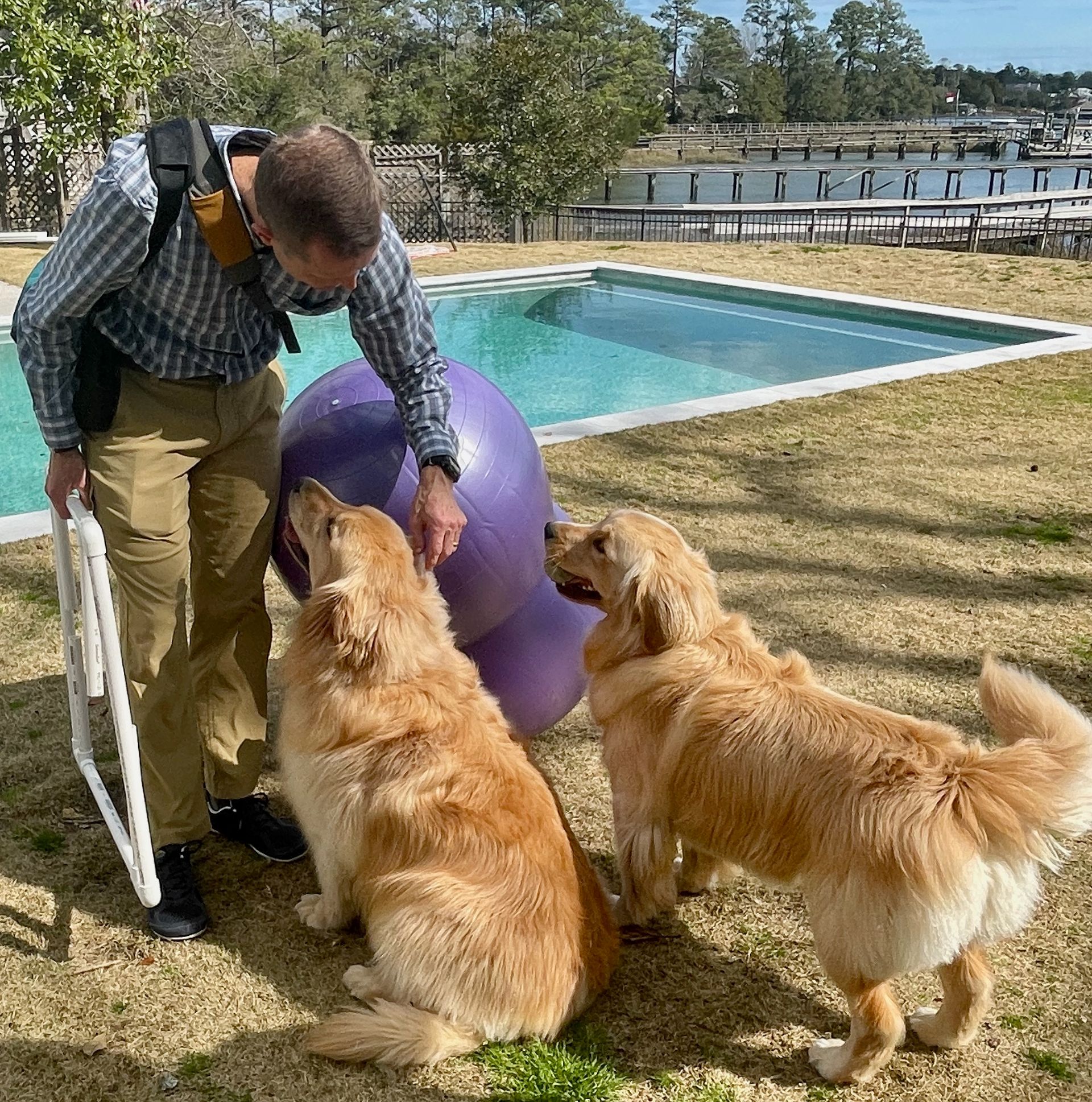 Male veterinarian with brown hair holding a large purple therapy ball and greeting two golden retrievers