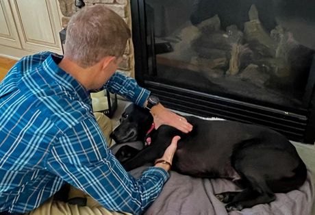 Male veterinarian with two hands on the shoulder of a black lab