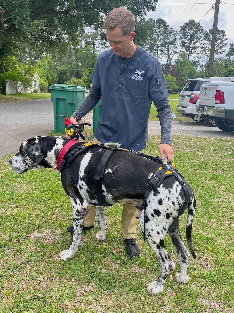 A man is standing next to a Great Dane
dog wearing a harness.