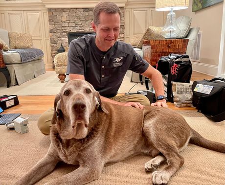Brown dog laying down with veterinarian giving him a massage on his back with two hands