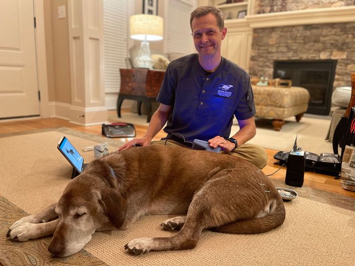 Male veterinarian holding therapeutic laser device to shoulder of brown lab hound mix dog