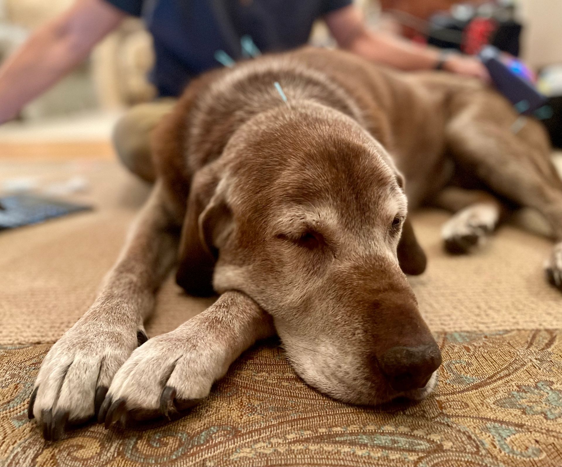 A brown dog with acupuncture needles is laying on the floor next to a man. 