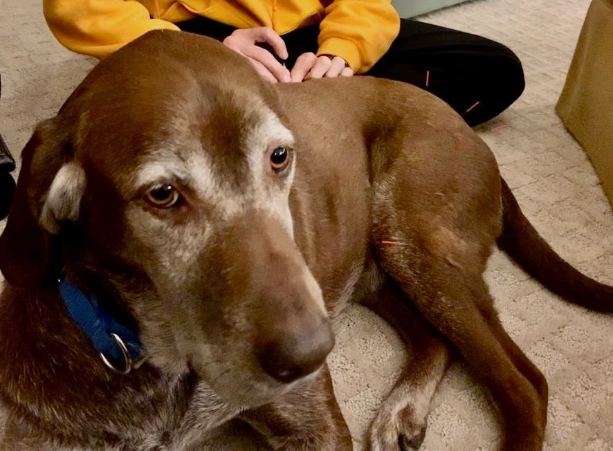 A brown dog with a blue collar is laying on the floor